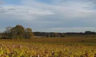 Vignes